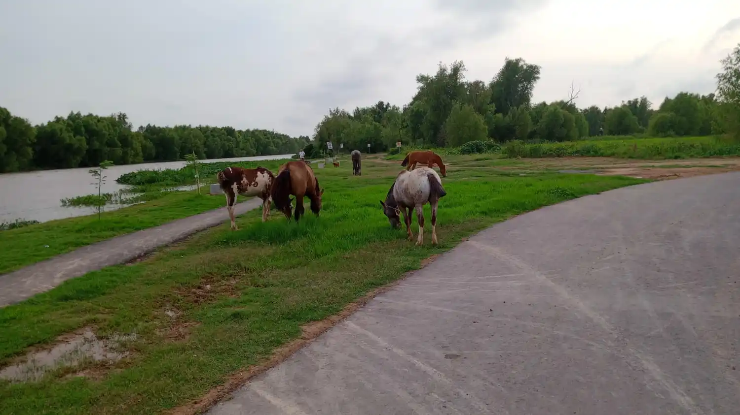 Llegó el recorte a San Pedro: caballos a cortar pasto