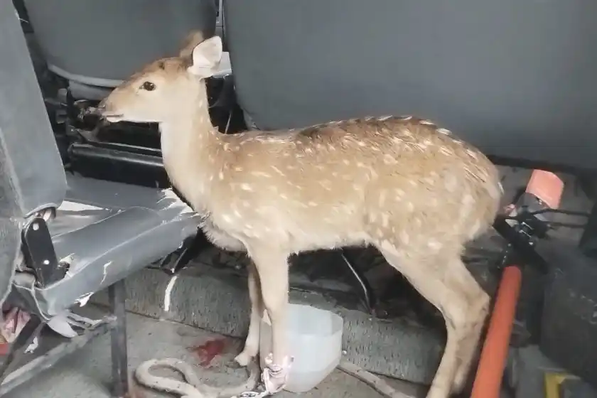 Video: apareció un ciervo en una cochera del macrocentro de Rosario