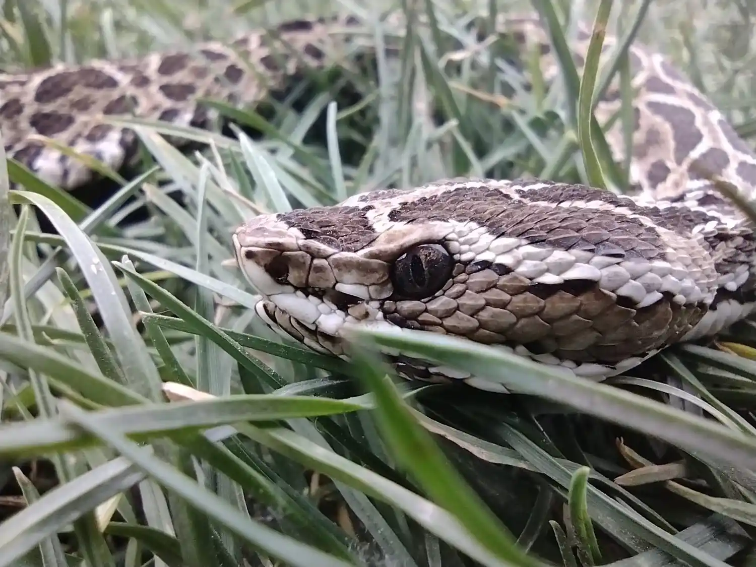 VIDEO: Mirá estos visitantes indeseados en Las Ánimas
