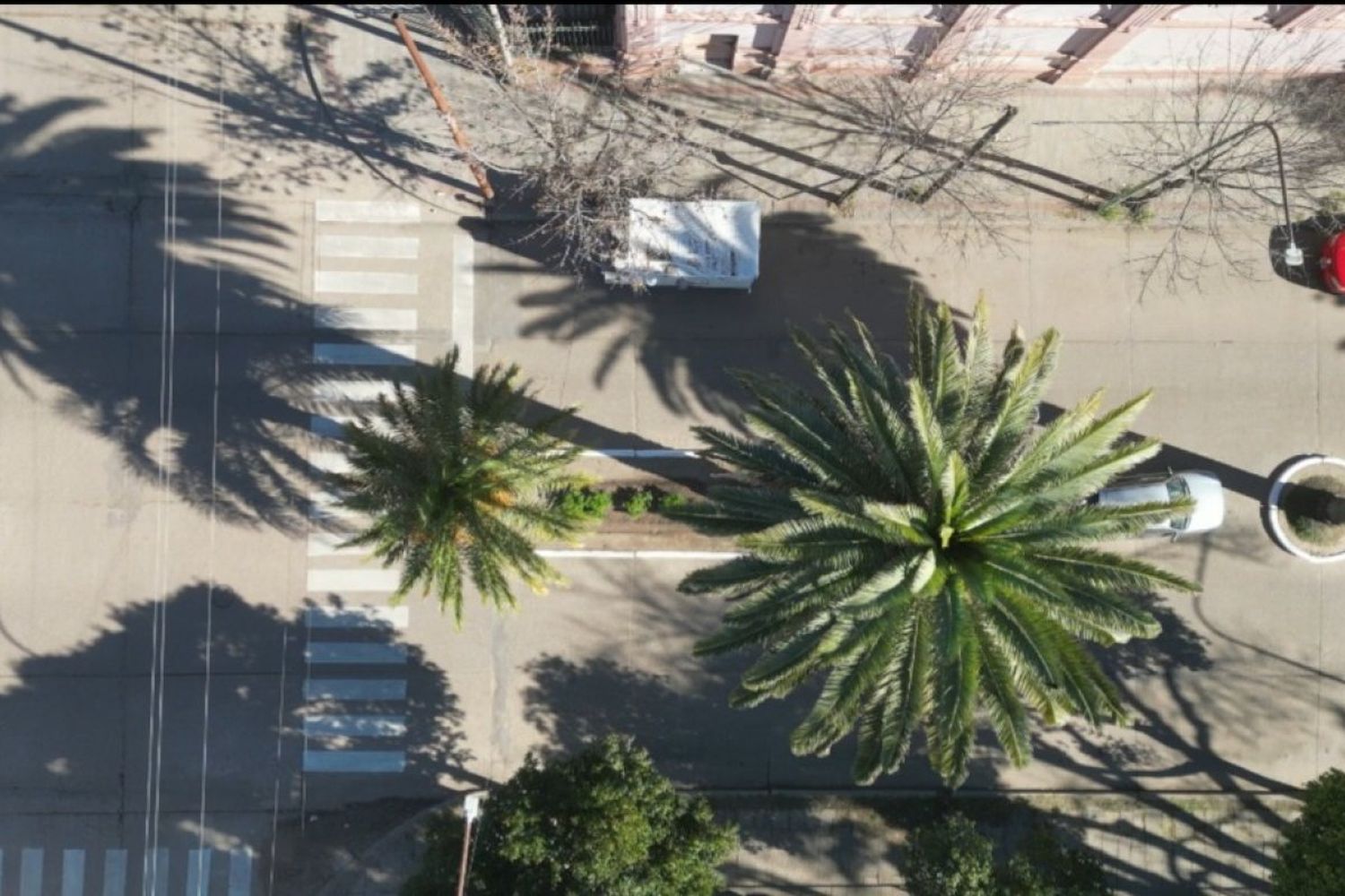 Realizarán una poda y limpieza general de todas las palmeras de Rocamora y Primera Junta
