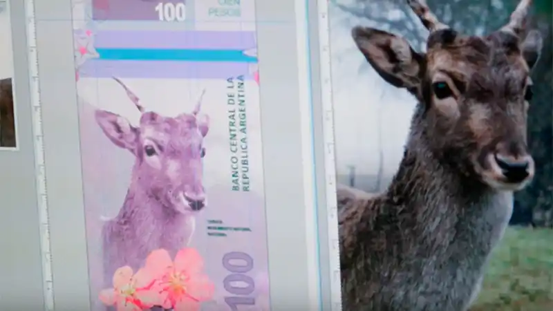 Todos los billetes tendrán imágenes de animales autóctonos en 2018