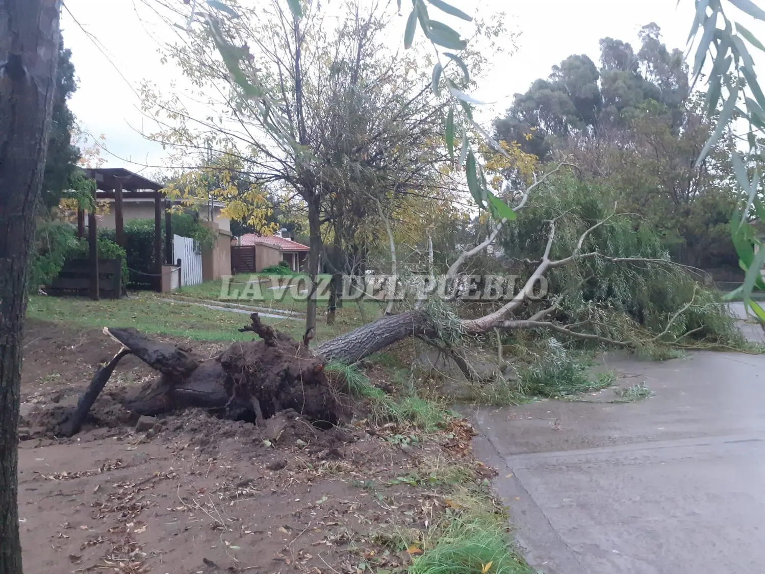 Un árbol cayó por efecto del viento, en cercanias de la esquina de las calles 18 y 11