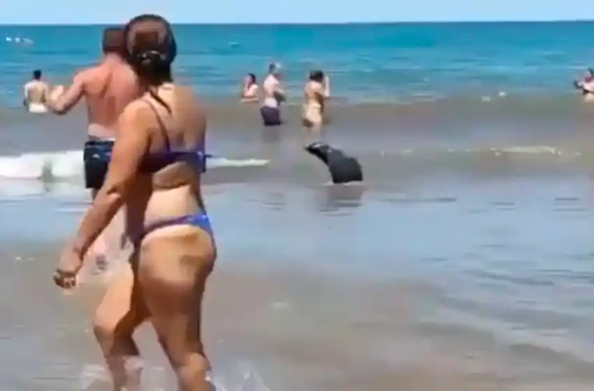 Video: así ahuyentaban a lobo marino y aseguran que estas actitudes "pueden causarle la muerte"