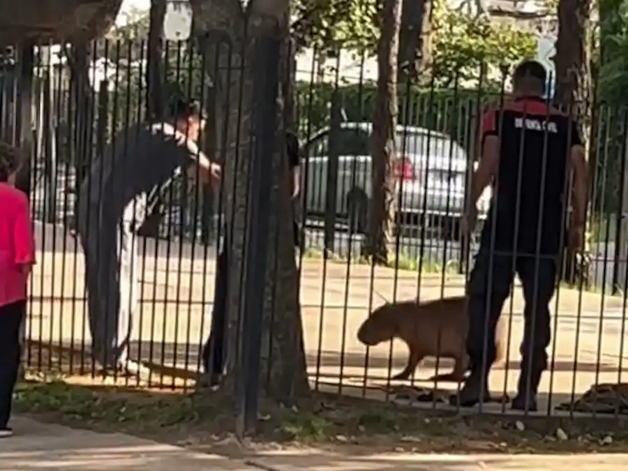 Un carpincho generó sorpresa entre vecinos de Pilar