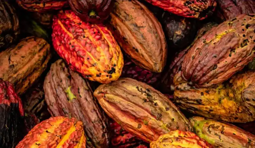cacao