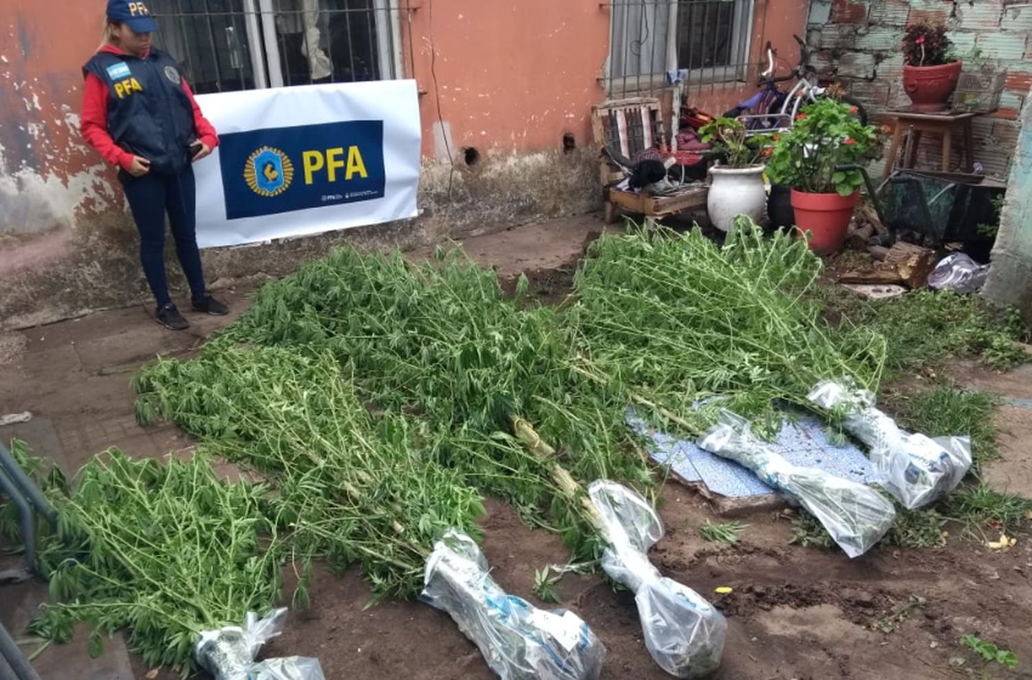 “Vivero Narco”: detuvieron a 2 personas por venta y cultivo de drogas