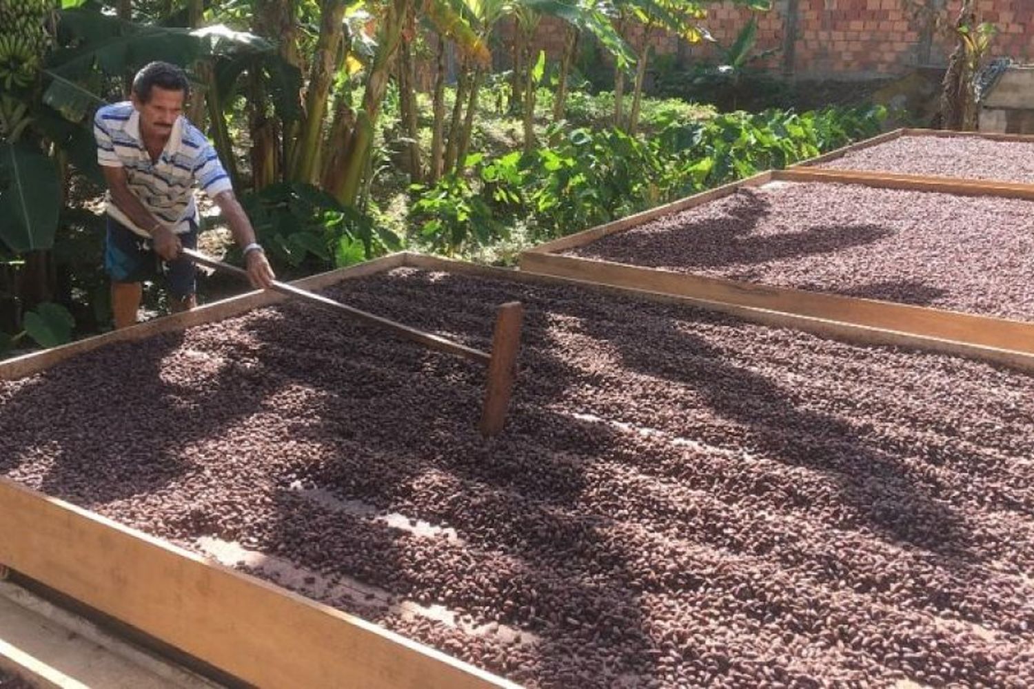 Secado de cacao criollo. Di Giacobbe ayuda a familias en todo el proceso de transformación del cacao en barras de chocolate para mejorar sus ingresos.