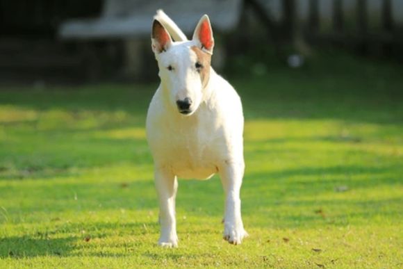 Buscan dar en adopción a un perro tras morder a un adolescente de 15 años en zona sudoeste