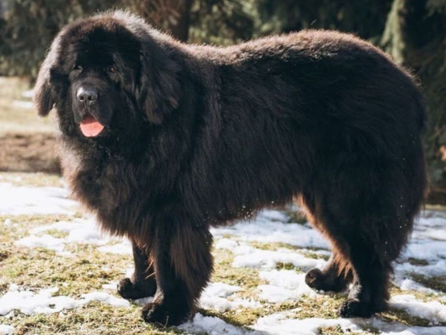 Murió un bebé de 11 meses tras el ataque del perro familiar