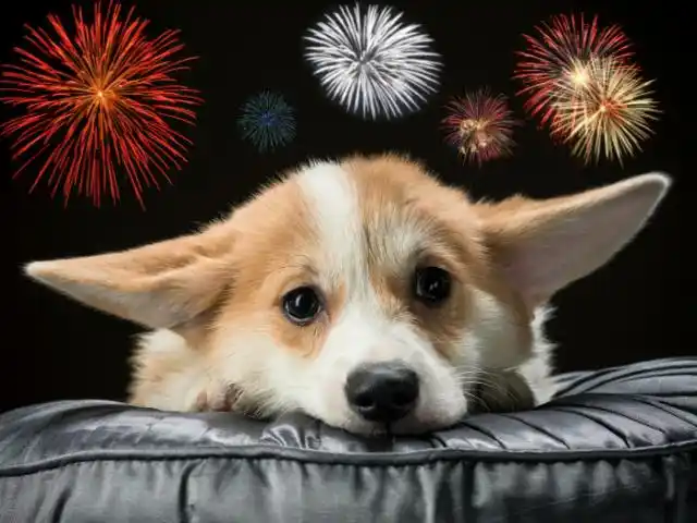¿Cómo afecta a las mascotas el sonido de la pirotecnia? Tips para evitar que sufran
