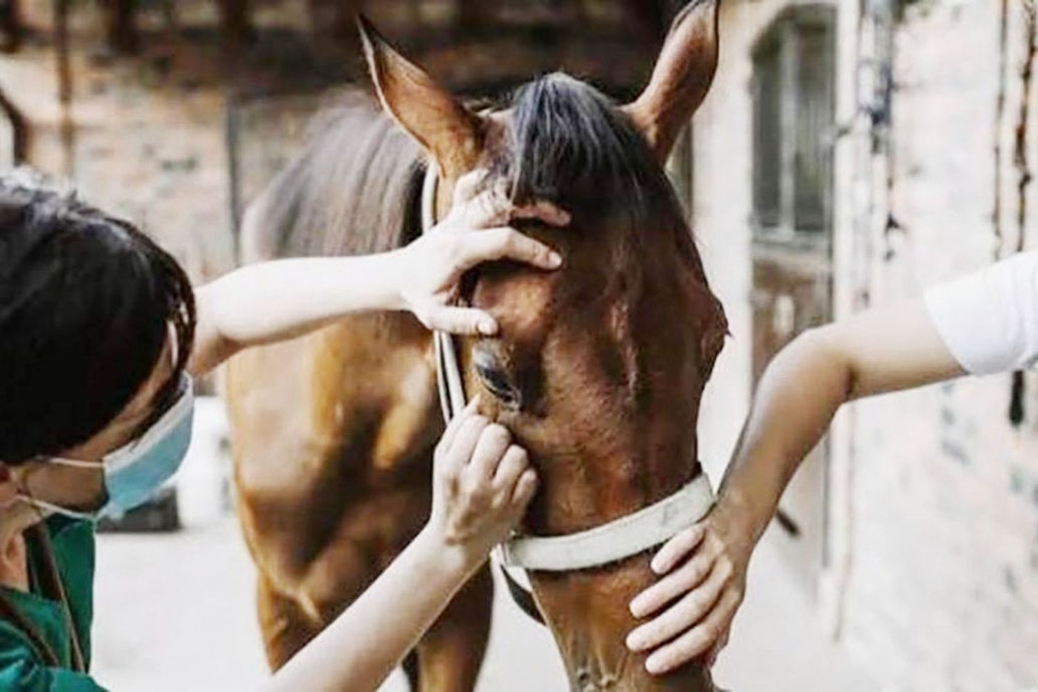 Confirmaron casos de encefalomielitis equina en campos de Ibicuy, Médanos, Los Conquistadores y Federación