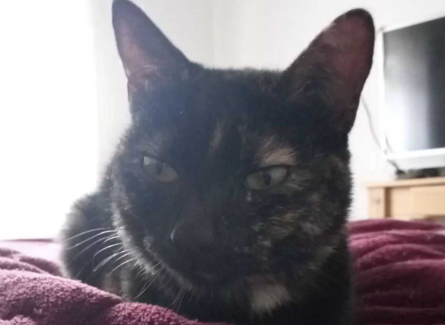 Necesitan colaboración para operar de urgencia a una gata