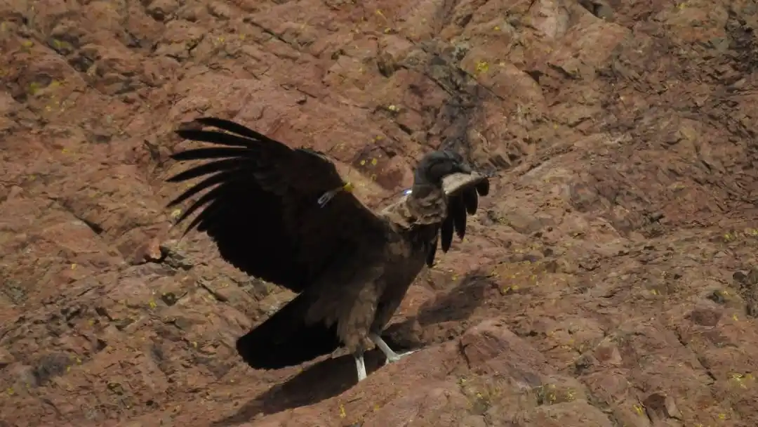 Liberaron en Río Negro a "Kamin" y "Kuraq", dos cóndores nacidos en el Ecoparque