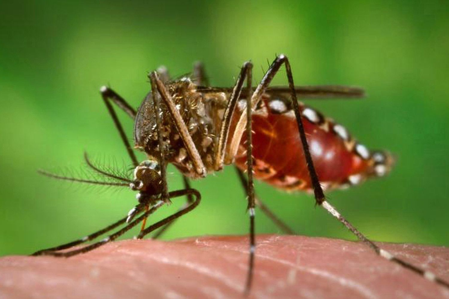 ¿Se puede tener dengue sin tener fiebre?