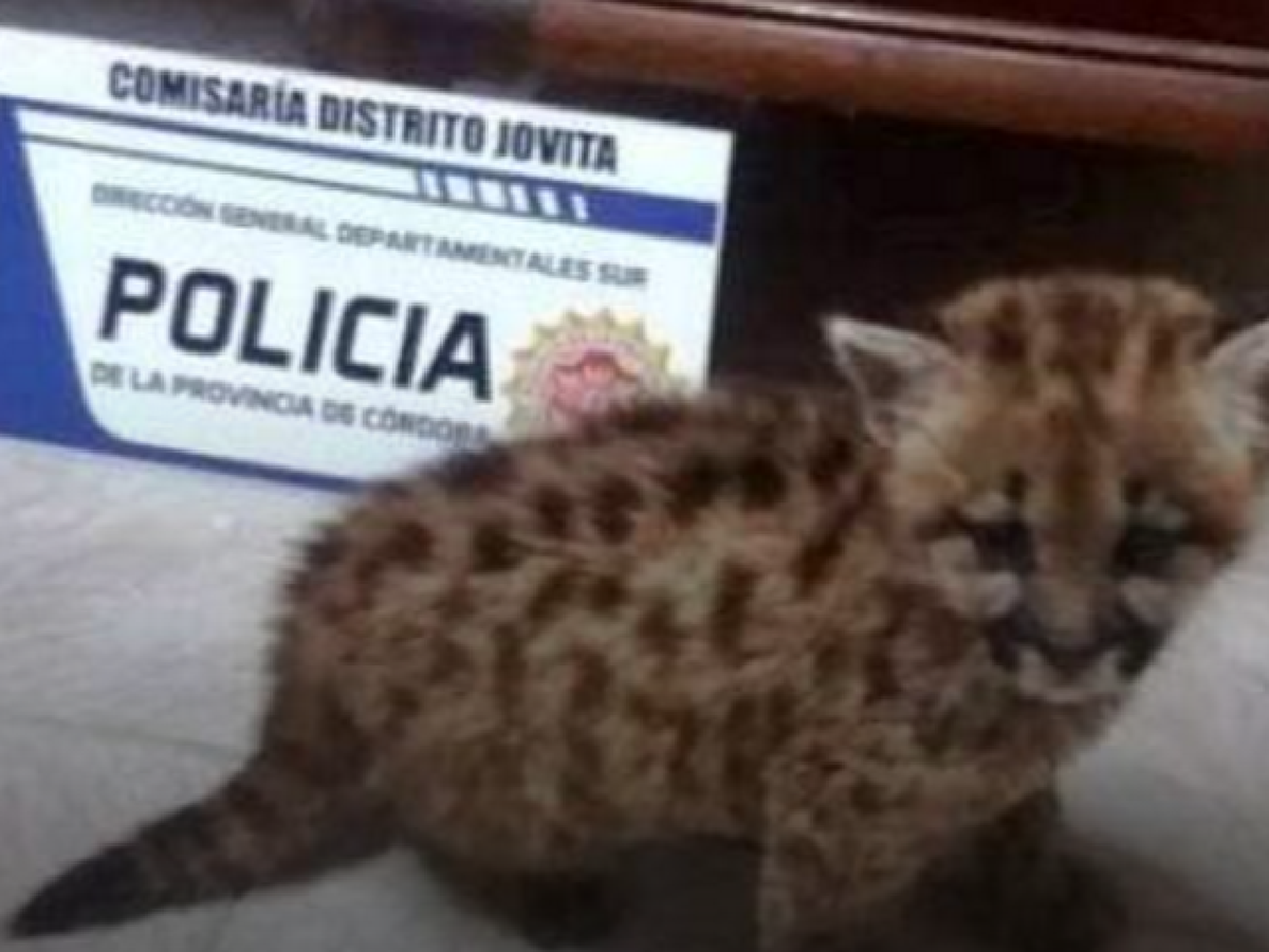 Un pequeño pumita deambulaba en las calles de Jovita