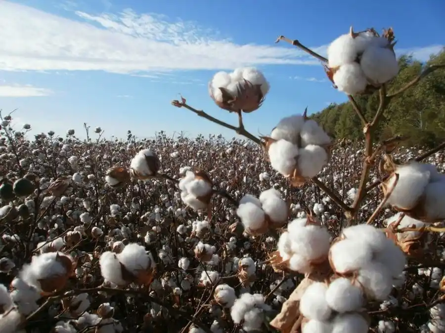“Los precios fijados del algodón están muy 
por encima de lo que se paga en la región”