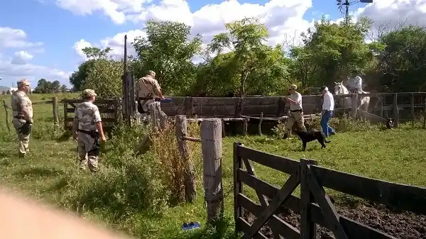 Fue identificado de dónde provino el toro que causó la muerte del motociclista