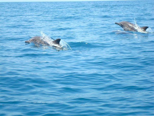 ¡ESPECTÁCULO EN ANZOÁTEGUI! Familia de delfines avistada en las costas (+VIDEO)