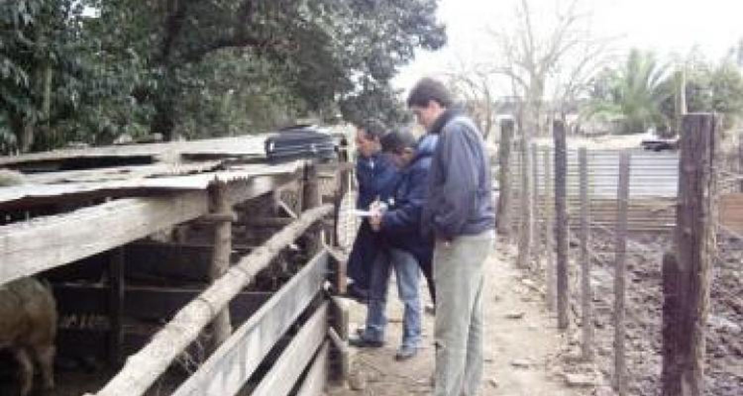 Triquinosis: Los potenciales afectados ascienden a 112