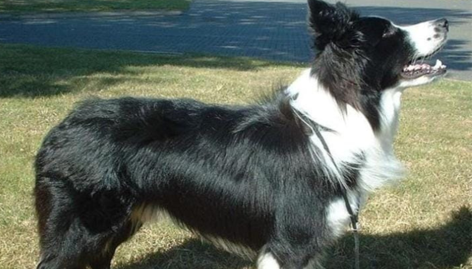 Mascotas: buscan a Ciro