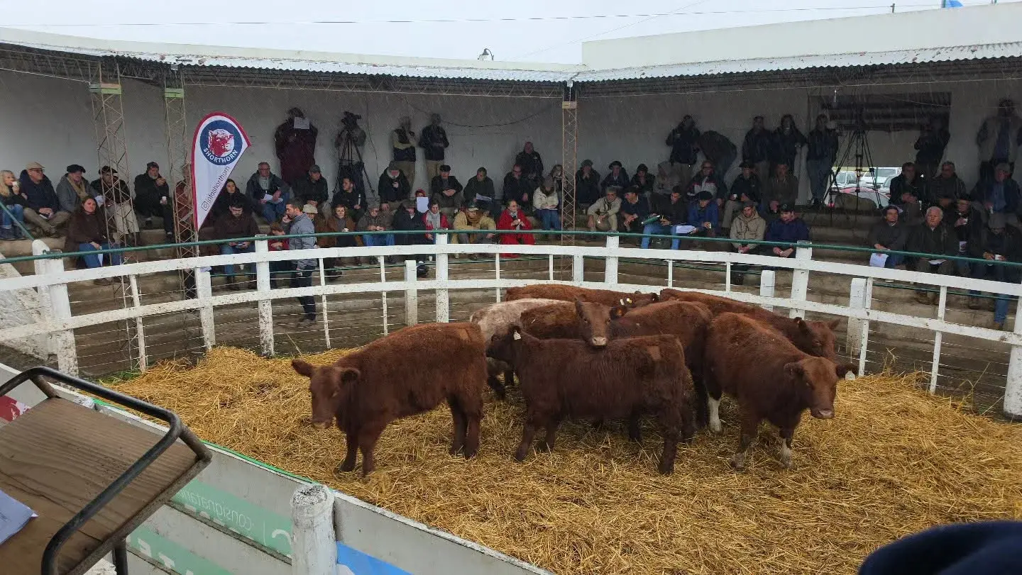Los Shorthorn de Los Toritos siguen armando su mercado