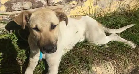 Cachorrito encontrado