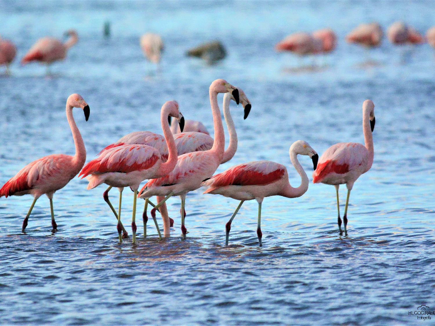 La laguna Mar Chiquita “copada” por flamencos, pero lejos de la costa           