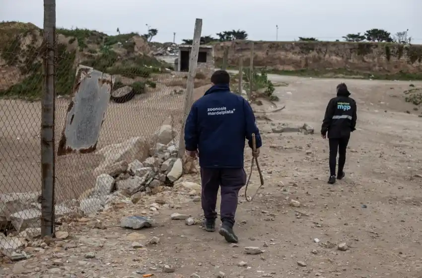 Jauría descontrolada: el Municipio realizó un rastrillaje por la zona de los ataques