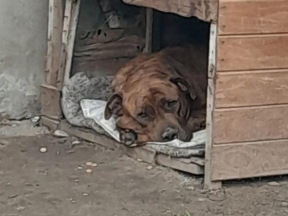 Un brutal caso de crueldad animal terminó con una condena en Varela