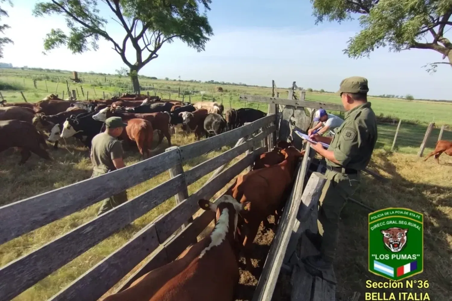 Desaparecieron 19 animales de un campo de Aurelia, pero “Los Pumas” los recuperaron