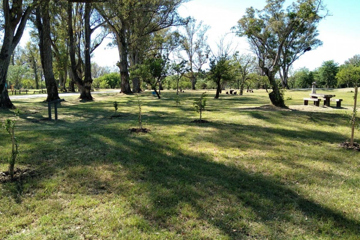 Restauración forestal en el Parque Unzué: Plantaron más de 400 árboles nativos