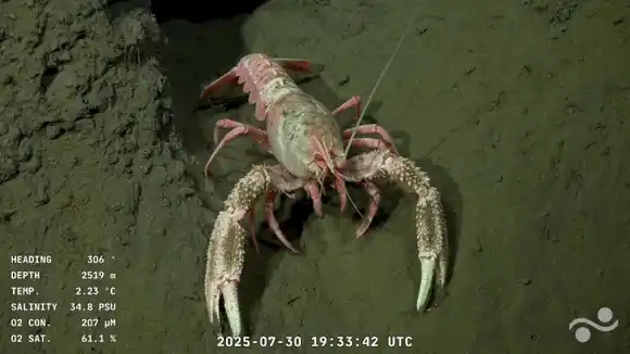 Transmisión en vivo a 3.900 metros de profundidad: realizan una expedición inédita en aguas marplatenses