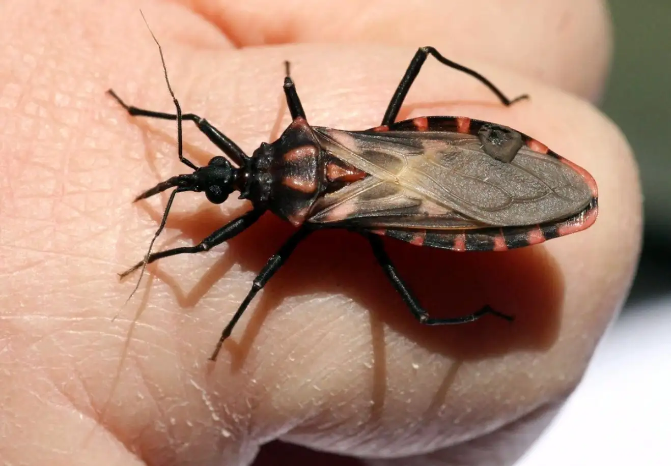Vinchuca, el insecto transmisor de la enfermedad.