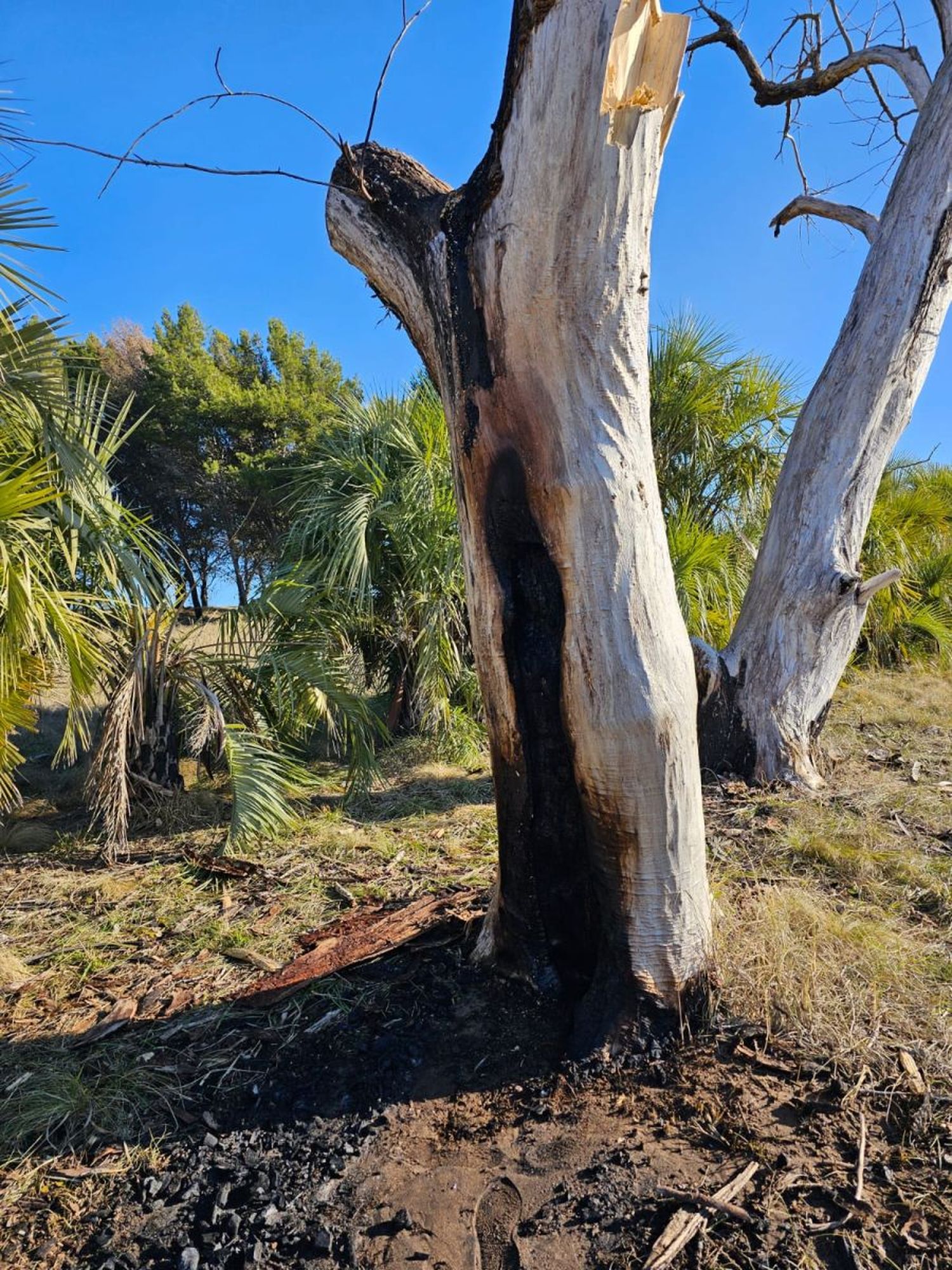 Arbol quemado en Costa Bonita