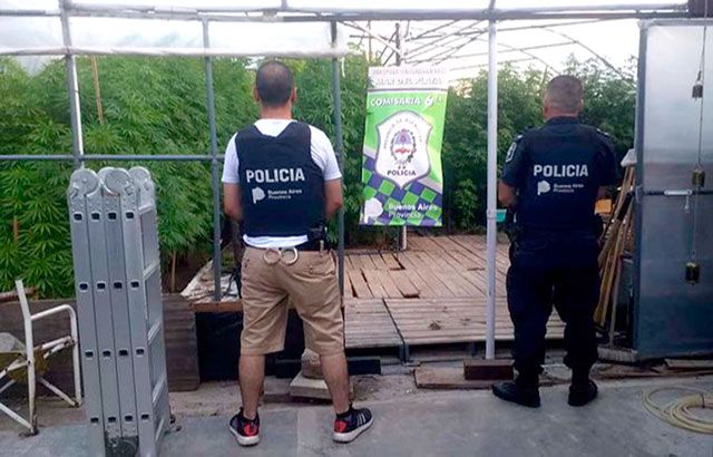 Mar del Plata: Detienen a un hombre por tener 250 plantas de marihuana en su casa