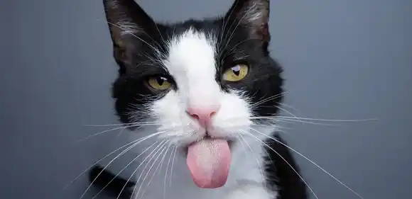 Conoce el nuevo tipo de “GATO SALMIAK»: surgió por una mutación accidental