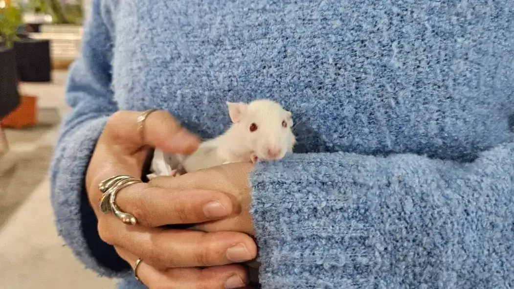 Zoolidarios volvió a la ExpoRural de Rafaela: animales, educación y un vínculo que también transforma vidas - 2