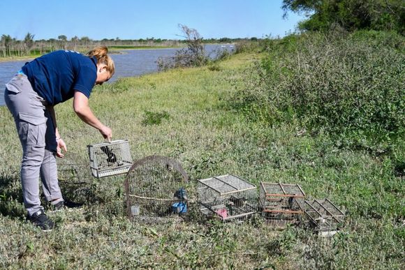 Control de Fauna: más de 300 aves liberadas