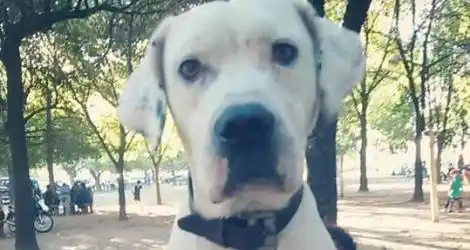Buscan a Pancho