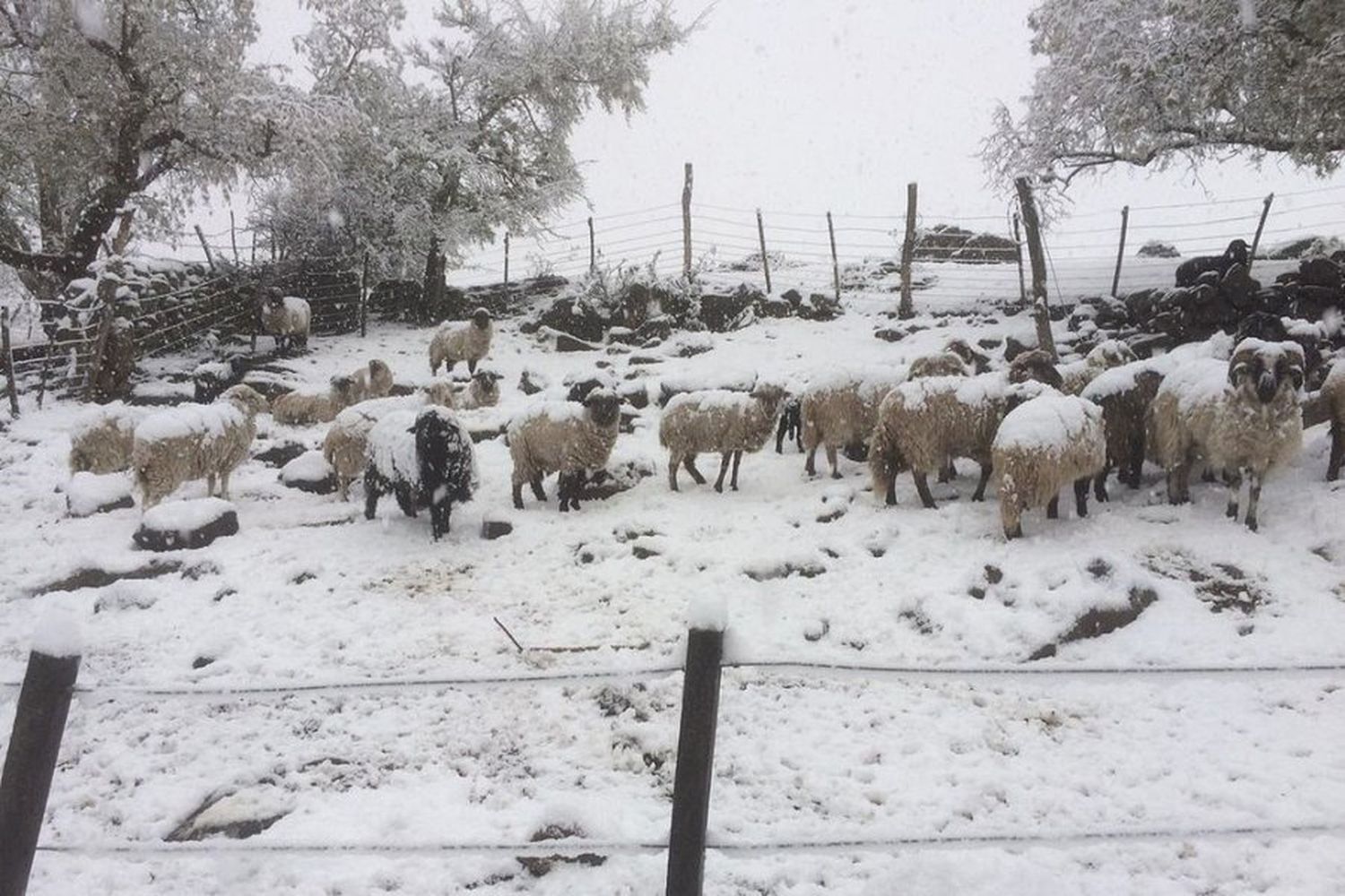 VIDEOS | Córdoba recibió la primavera con nieve