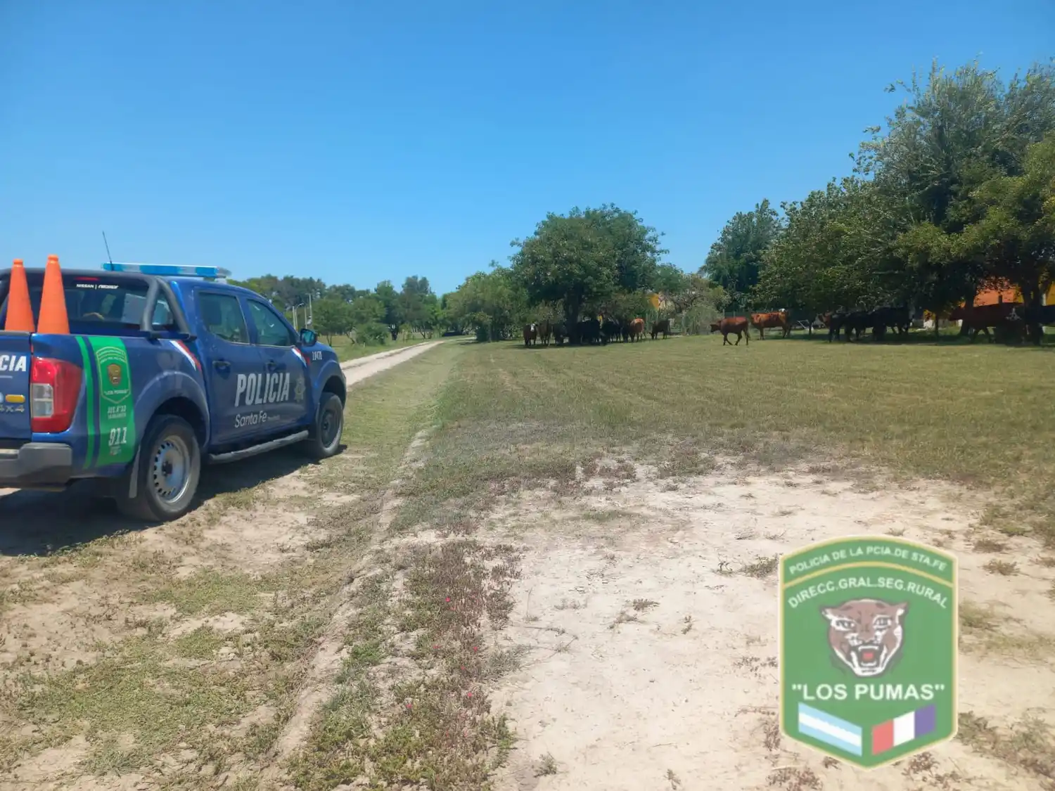 Secuestraron 11 vacunos que estaban sueltos sobre la Ruta Provincial Nº 83