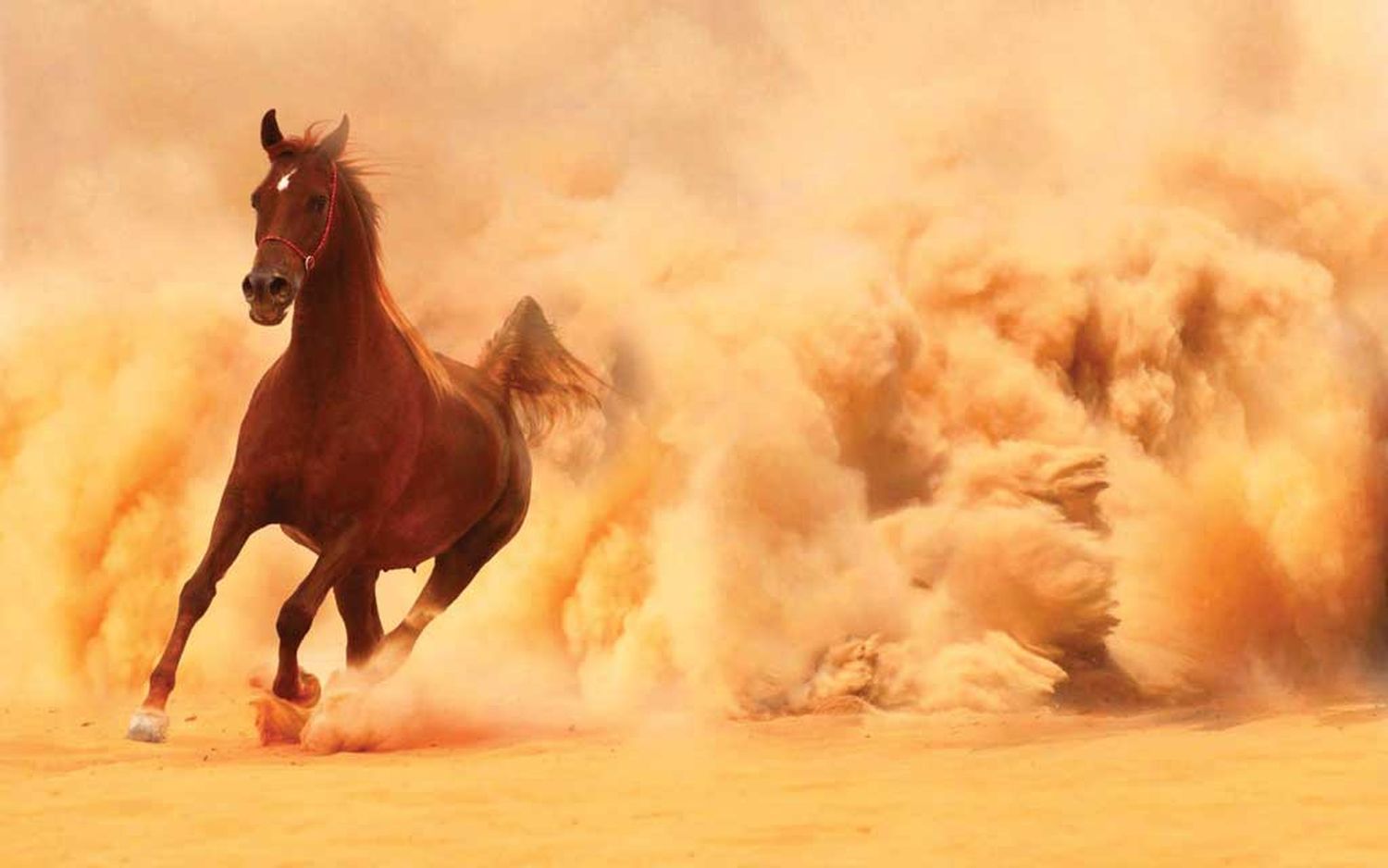 El caballo de Karabaj: elegante, veloz, excelente temperamento