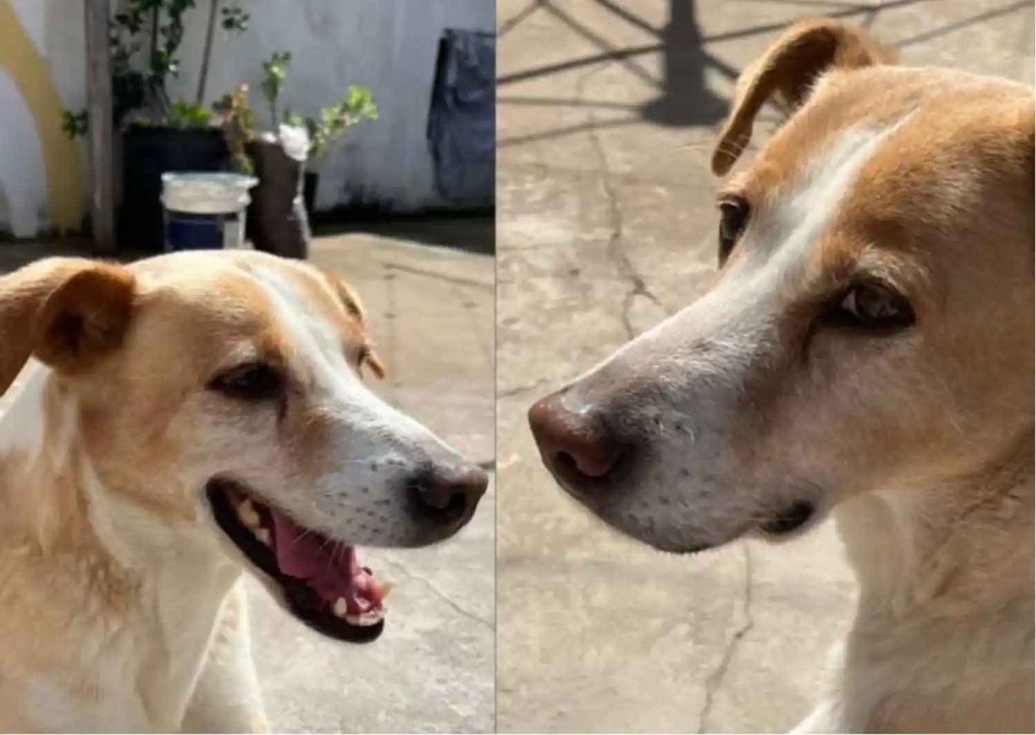 Dueña busca a Zoé: perrita perdida por calle Aníbal de Antón