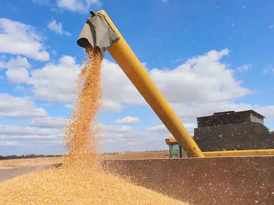 La Pampa proyecta un récord de maíz mientras la soja y el girasol ganan terreno para la próxima campaña