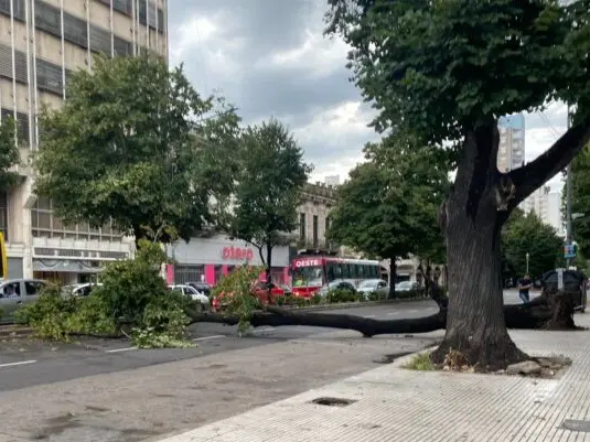 Uno de los árboles caídos