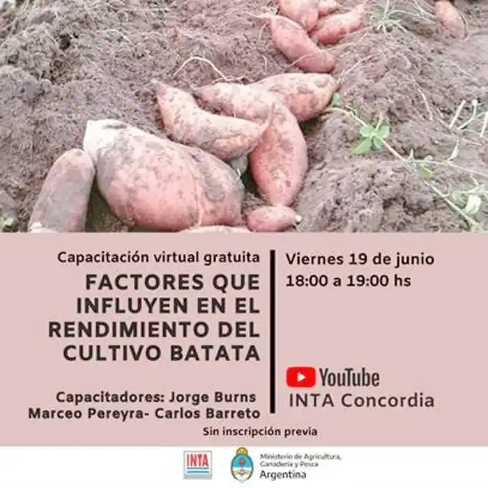 Factores que influyen en el  rendimiento  del  cultivo de  batata