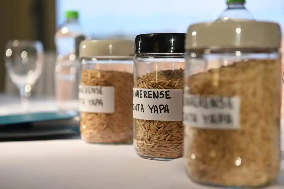 La Chacra de Barrow desarrolló la primera avena apta celíacos de la Argentina