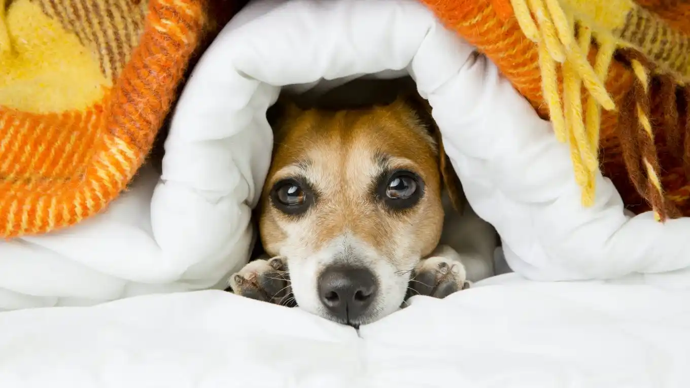 Las mascotas también se enferman: consejos para protegerlas del frío
