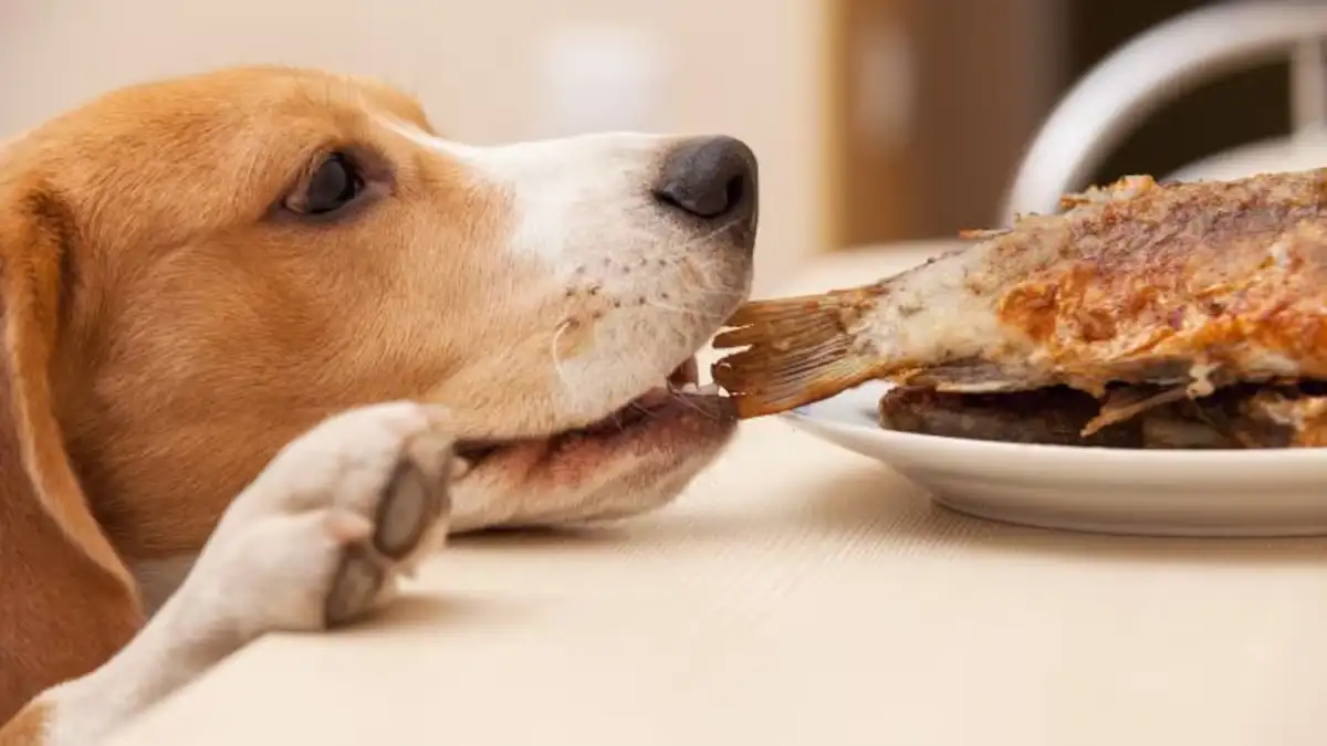 Por qué no conviene humanizar a los perros: hábitos que pueden afectar la convivencia - 2