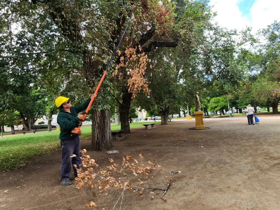 Desde el área municipal destacaron que estas tareas buscan preservar el patrimonio arbóreo, mejorar las condiciones de seguridad y mantener los espacios públicos en óptimas condiciones.